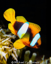 Sabae clownfish: Nikonos V, 28mm lens, SB 105 by Michael Canzoniero 